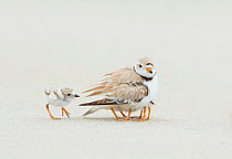Piping Plover (Charadrius melodus) brooding three chicks with a fourth approaching, northern Massachusetts, USA.June. Endangered species.