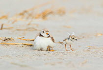 Piping Plover (Charadrius melodus) adult brooding chicks, one chick stretching its wings after being brooded, northern Massachusetts, USA. June. Endangered species.