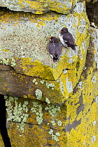 Parakeet auklets (Aethia psittacula) pair perched on lichen-covered rock on cliff face, St. Paul Island, Pribilofs, Alaska, USA, July.