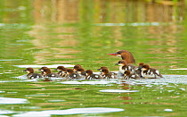 Common mergansers (Mergus merganser) family, female swimming with seventeen ducklings, some of which are riding on her back, Lansing, New York, USA, June.