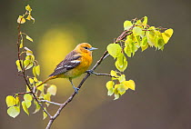 Baltimore oriole (Icterus galbula) first year female perched with newly-emerged leaves in spring, New York, USA, May.
