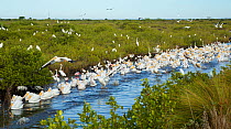 Avian feeding frenzy with a flock of White Pelicans (Pelecanus erythrorhynchos) swimming along a channel chasing school of fish. A mixed flock of long-legged waders, including Great Egrets (Ardea alba...