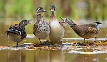Wood Ducks (Aix sponsa), females behave aggressively toward a male (second from right) that is trying to join them on a floating log, autumn, New York, USA, October.