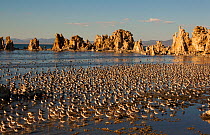 Wilson&#39;s Phalaropes (Phalaropus tricolor) large flock on the shore at Mono Lake in late summer, California, USA. July. Mono Lake is an important staging site (stopover site) for migrating shorebir...
