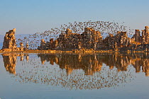 Wilson&#39;s Phalaropes (Phalaropus tricolor) flock flying over tufa formations at Mono Lake in late summer, with reflection, California, USA. July 2013. Mono Lake is an important staging site for sho...