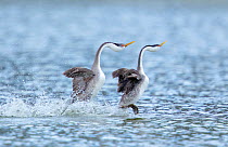 Western Grebe (Aechmorphus occidentalis), pair during &#39;rushing&#39; courtship display in which they run across water&#39;s surface in synchrony, near Escondido, California, USA, January.