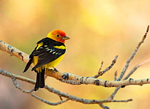 Western tanager (Piranga ludoviciana), male perched on aspen branch in spring, Mono Lake Basin, California, USA, May.
