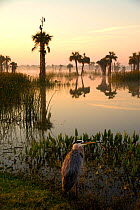 Viera Wetlands at sunrise with Great Blue Heron (Ardea herodias) in the foreground. This man-made wetland forms part of Brevard County&#39;s water treatment system in central Florida, USA. March.