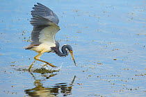 Tricolored heron (Egretta tricolor) adult in breeding plumage capturing fish by half-running half-flying across water&#39;s surface and stabbing with its bill, Viera Wetlands, Brevard County, Florida,...