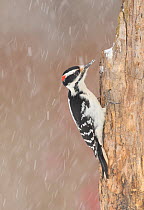 Hairy woodpecker (Picoides villosus) male in snowstorm, Freeville, New York, USA, February.