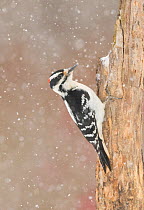 Hairy woodpecker (Picoides villosus) male in snowstorm, Freeville, New York, USA, February.