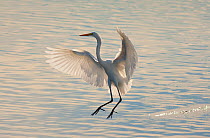 Great Egret (Ardea alba), about to land in water, backlit, Bolsa Chica Ecological Reserve, California, USA, October.