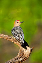 Golden-fronted woodpecker (Melanerpes aurifrons), male, Cozad Ranch, Rio Grande Valley, Texas, USA, March.