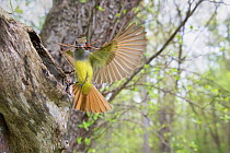 Great crested flycatcher (Myiarchus crinitus), female alighting at nest cavity entrance carrying pine needles as nest material, wide angle captured with remote camera to show habitat, New York, USA. M...