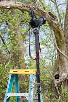 Equipment set up for remote control photography at nest hole of Great Crested Flycatcher (Myiarchus crinitus), New York, USA. Camera, fitted with wide angle lens, mounted on monopod attached to ladder...