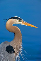Great blue heron (Ardea herodias) in breeding plumage, head and shoulders showing plumes on crown and neck, Montezuma National Wildlife Refuge, New York, USA, May.