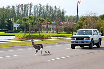 Sandhill cranes (Grus canadensis) (Florida race), adult with two small chicks crossing highway, Kissimmee, Florida, USA, March.