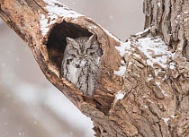 Eastern screech-owl (Megascops asio) grey morph, roosting in tree cavity in winter, Lansing, New York, USA, January.