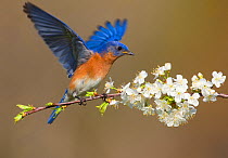 Eastern bluebird (Sialia sialis) male fluttering wings while perched on cherry (Prunus sp.) branch in spring, New York, USA, April.