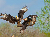 Crested caracaras (Caracara cheriway), midair aggressive interaction between two for access to perch, Martin Refuge, Rio Grande Valley, Texas, USA, March.