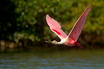 Roseate spoonbill (Ajaia ajaja) adult in breeding plumage in flight over water, mangroves in background,Tampa Bay, Florida, USA, March.