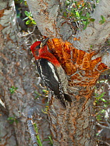 Red-breasted sapsucker (Sphyrapicus ruber) adult feeding on tree sap from shallow wells it has drilled in bark of Curl-leaf Mountain-mahogany (Cercocarpus ledifoius), Lee Vining Canyon, California, US...