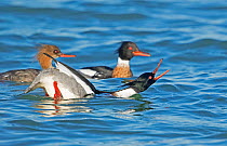 Red-breasted Mergansers (Mergus serrator) male in foreground performing courtship display to female in background (left), Aurora, New York, USA, April.