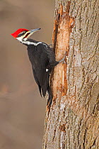 Pileated Woodpecker (Dryocopus pileatus) male, at feeding excavation in tree trunk in winter, Freeville, New York, USA, January.