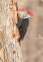 Pileated woodpecker (Dryocopus pileatus) male excavating in search of food, New York, USA. Digital composite.