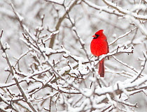 Northern cardinal (Cardinalis cardinalis) male perched amid snow-covered branches, New York, USA, February.