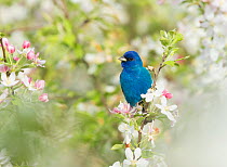 Indigo Bunting (Passerina cyanea) male in breeding plumage perched in Crabapple (Malus sp.) blossom in spring, Ithaca, New York, USA , May.