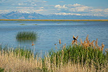 Yellow-headed Blackbird (Xanthocephalus xanthocephalus) male perched in marsh vegetation (Phragmites) in foreground. Bear River Migratory Bird Refuge, view toward east, with Wasatch Mountains in dista...
