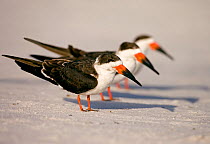 Black skimmers (Rynchops niger), three in non-breeding plumage on beach, Fort De Soto Park, St. Petersburg, Florida, USA. January. Digitally altered to remove distractions.