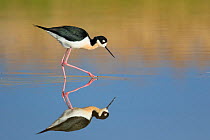 Black-necked Stilt (Himantopus mexicanus), foraging in water, with reflection, Bear River Migratory Bird Refuge, Utah, USA, May.