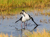Black-necked stilts (Himantopus mexicanus) pair performing post-copulatory display (as copulation ends, the male slides off the female leaving his wings draped over her and crossing his bill with hers...