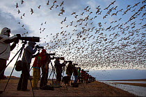 Bird photographers line up at sunrise to photograph mass takeoffs of overwintering Snow geese (Chen caerulescens), Bosque Del Apache National Wildlife Refuge, New Mexico, USA. December 2017.