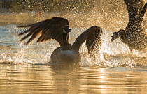 Canada geese (Branta canadensis) two during territorial fight in early spring, Ithaca. New York, USA