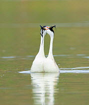 Clark&#39;s grebes (Aechmophorus clarkii) courting pair performing the &#39;Weed Ceremony&#39; in which they slowly circle breast to breast holding pond weed as nesting material, Lake Hodges, Escondid...