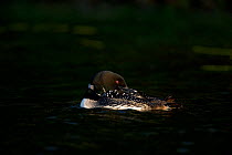 Common loon (Gavia immer) adult in breeding plumage, preening in the last light of day, Michigan, USA, June.