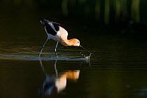 American avocet (Recurvirostra americana), adult in breeding plumage foraging by sweeping its bill from side to side through shallow water, Orange County, California, USA, April.