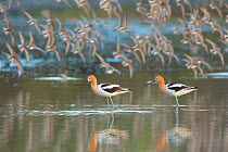 American avocets (Recurvirostra americana) pair in breeding plumage standing in water in foreground while flock of (Western) Sandpipers (Calidris sp.) flies past in the background, Irvine, California,...
