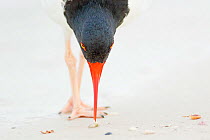 American oystercatcher (Haematopus palliatus), closeup of individual feeding by using its chisel-shaped bill to pry open shellfish, Fort De Soto Park, St. Petersburg, Florida, USA, March.