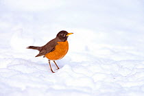 American robin (Turdus migratorius) male on snow-covered ground, Ithaca, New York, USA, April.
