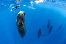 Snorkeler photographing a pod of Sleeping sperm whale (Physeter macrocephalus) Dominica, Caribbean Sea, Atlantic Ocean.