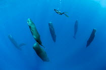 Free diver is swimming over a pod of Sleeping sperm whale (Physeter macrocephalus) Dominica, Caribbean Sea, Atlantic Ocean.