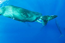 Sperm whale (Physeter macrocephalus) try to move away a calf, in order to mate with a female, Dominica, Caribbean Sea, Atlantic Ocean.