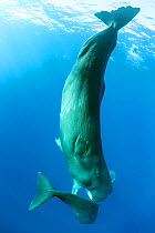 Sperm whale (Physeter macrocephalus), trying to move away a calf to mate with a female, Dominica, Caribbean Sea, Atlantic Ocean.
