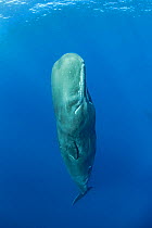 Sperm whale, (Physeter macrocephalus) sleeping, Dominica, Caribbean Sea, Atlantic Ocean.