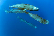 Pod of sperm whale swimming, (Physeter macrocephalus), Dominica, Caribbean Sea, Atlantic Ocean.