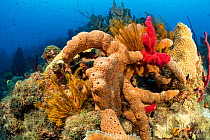 Reef covered with sponges, corals and feather stars, Dominica, Caribbean Sea, Atlantic Ocean